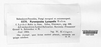 Image of Pyrenopeziza lycopodis